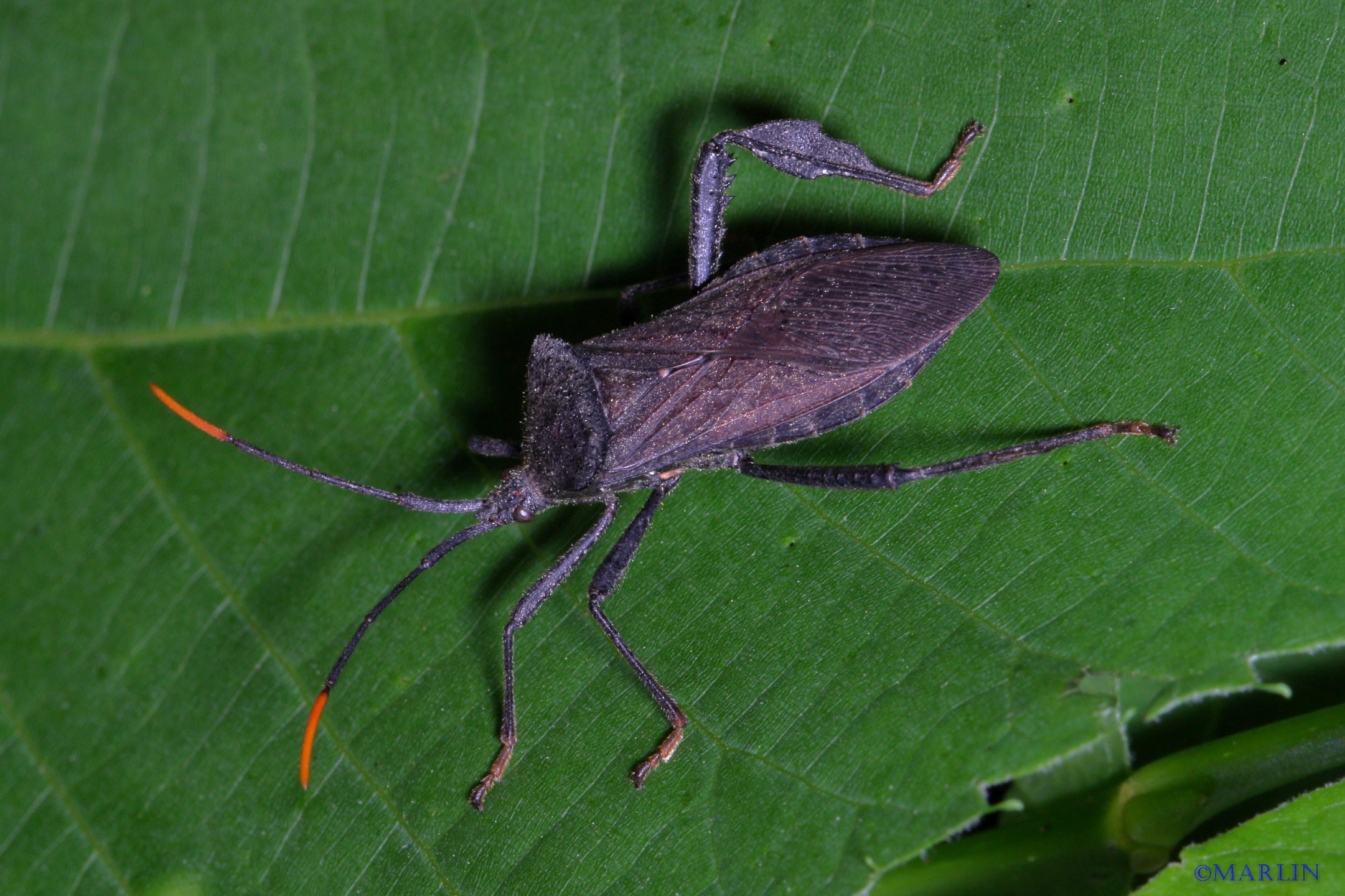 Leaf-Footed Bug - Acanthocephala terminalis
