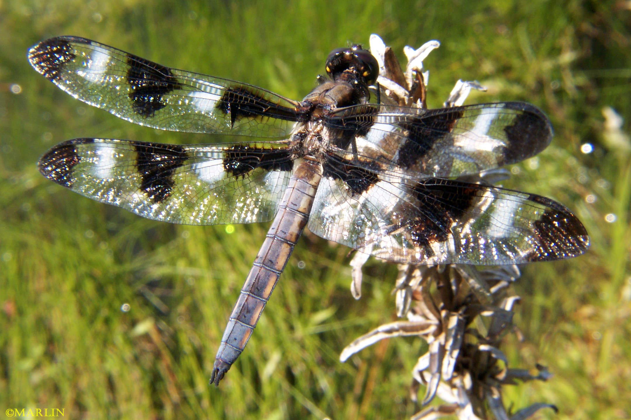 12-spotted skimmer dragonfly