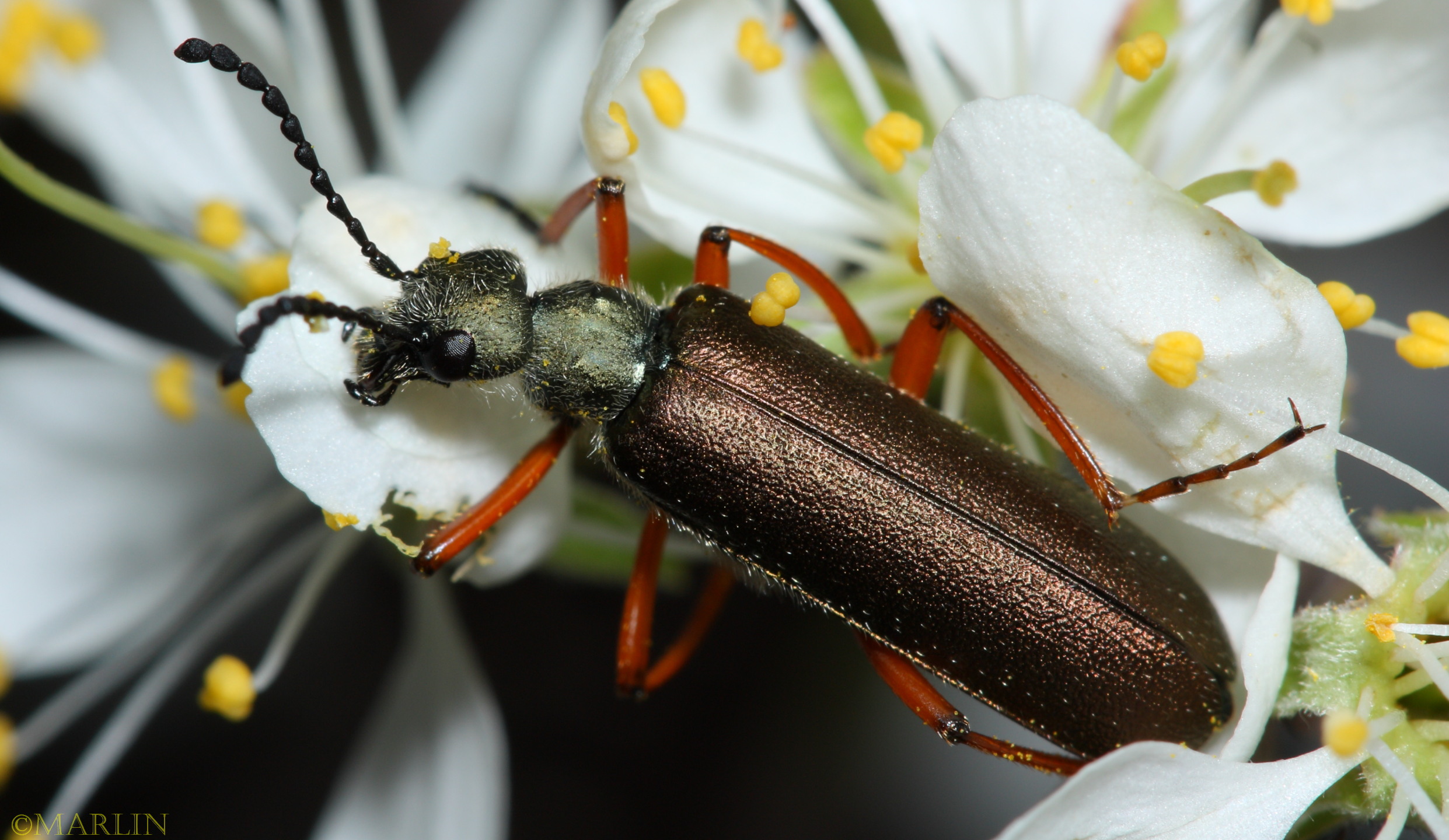 Blister Beetle - Lytta aenea
