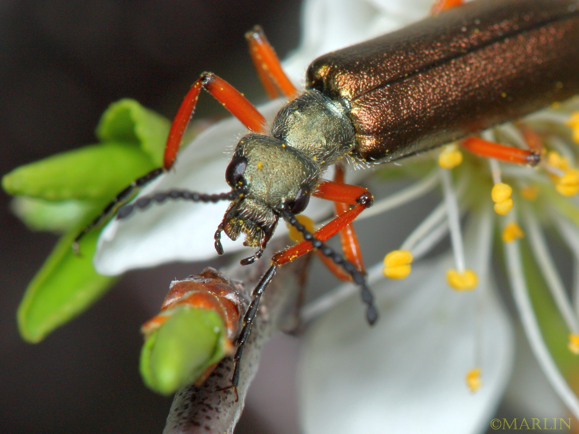 blister beetles