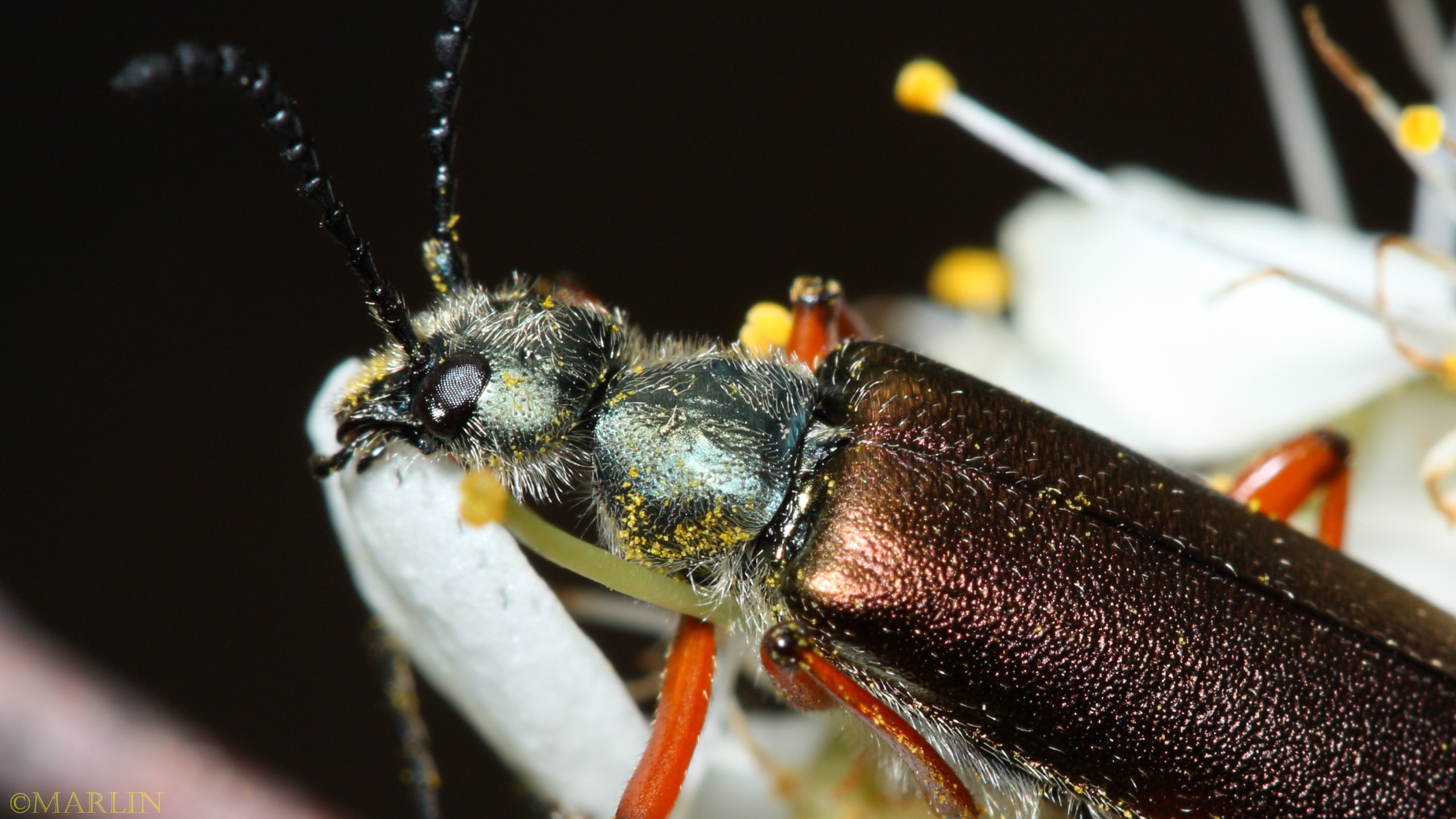 Blister Beetle - Lytta aenea
