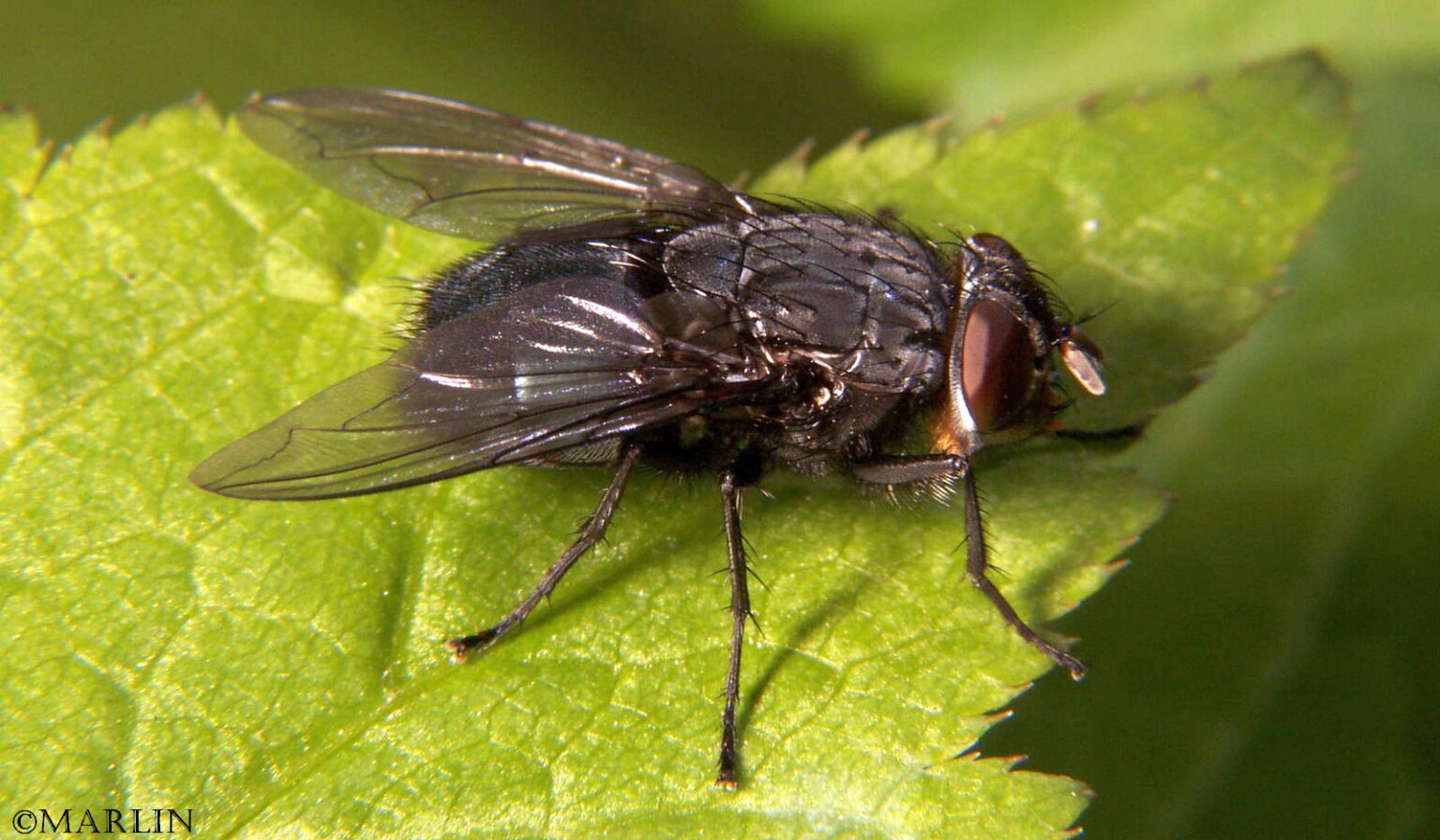 Blue Bottle Fly North American Insects & Spiders