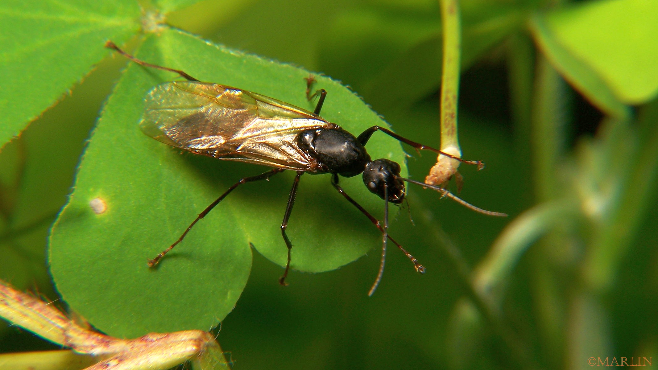 Carpenter Ant