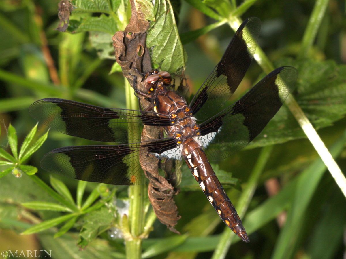 whitetail dragonfly