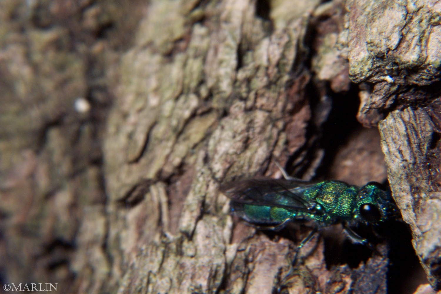 Cuckoo wasp