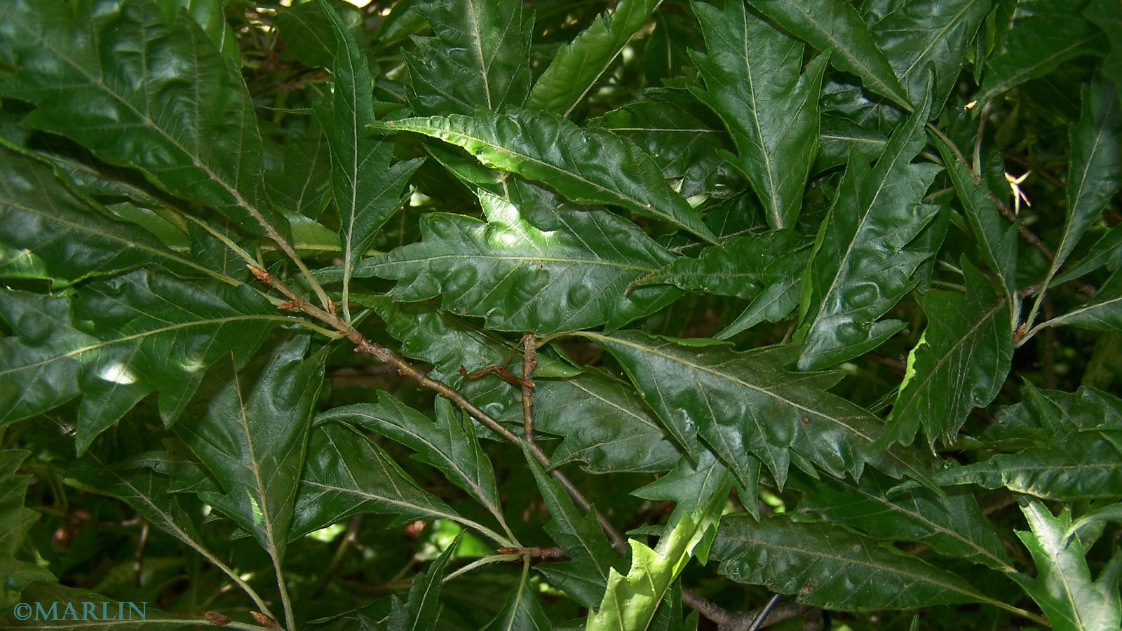 Cut-leaved European Beech foliage
