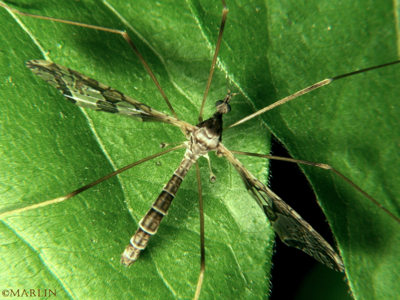 Crane fly