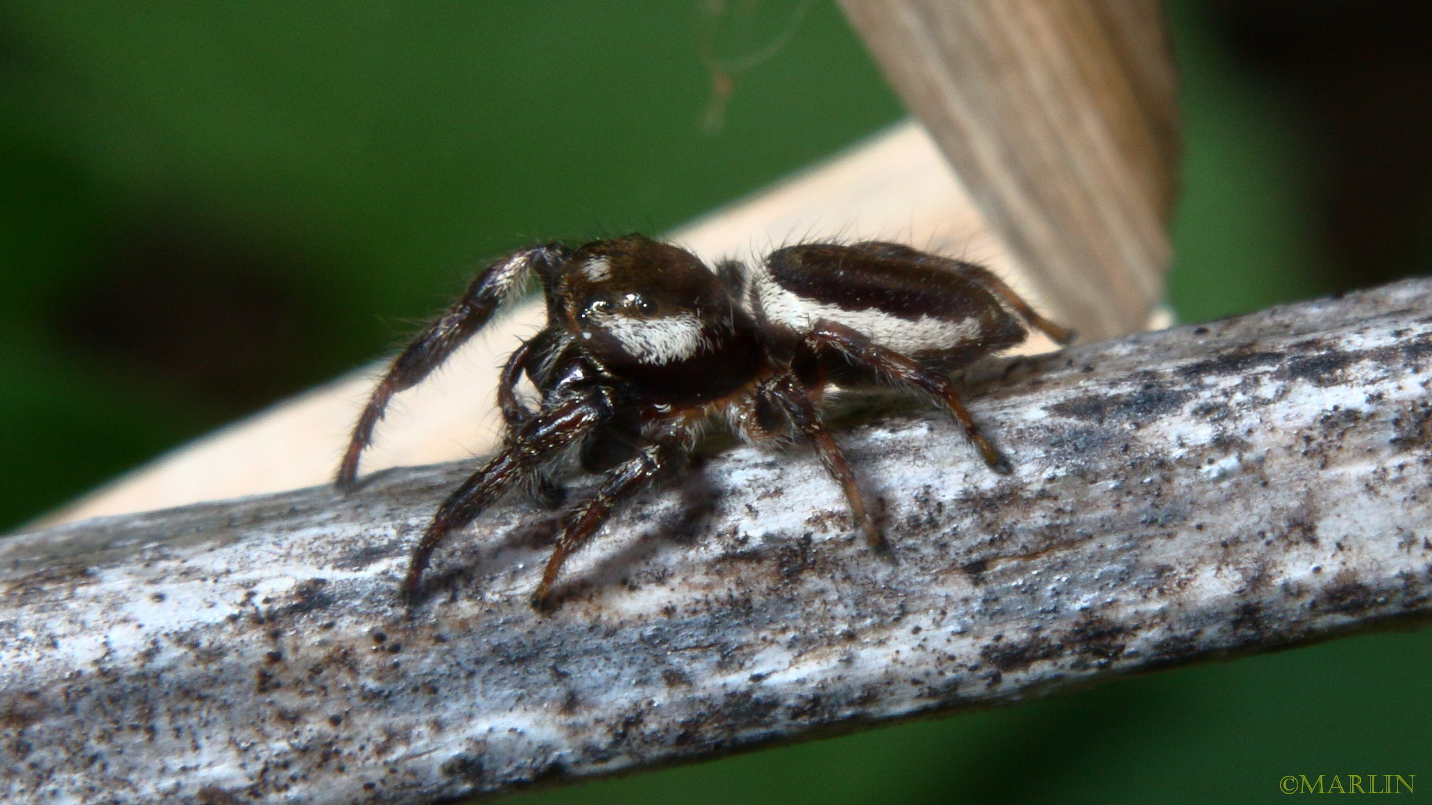 How jumping spiders became the new 'it' pets