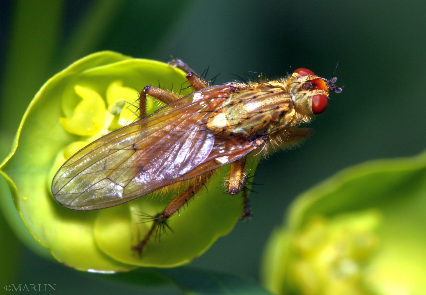 Golden Dung Fly – Scathophaga stercoraria