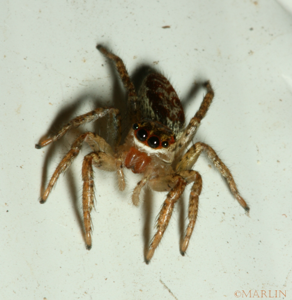 dimorphic jumping spider Maevia inclemens