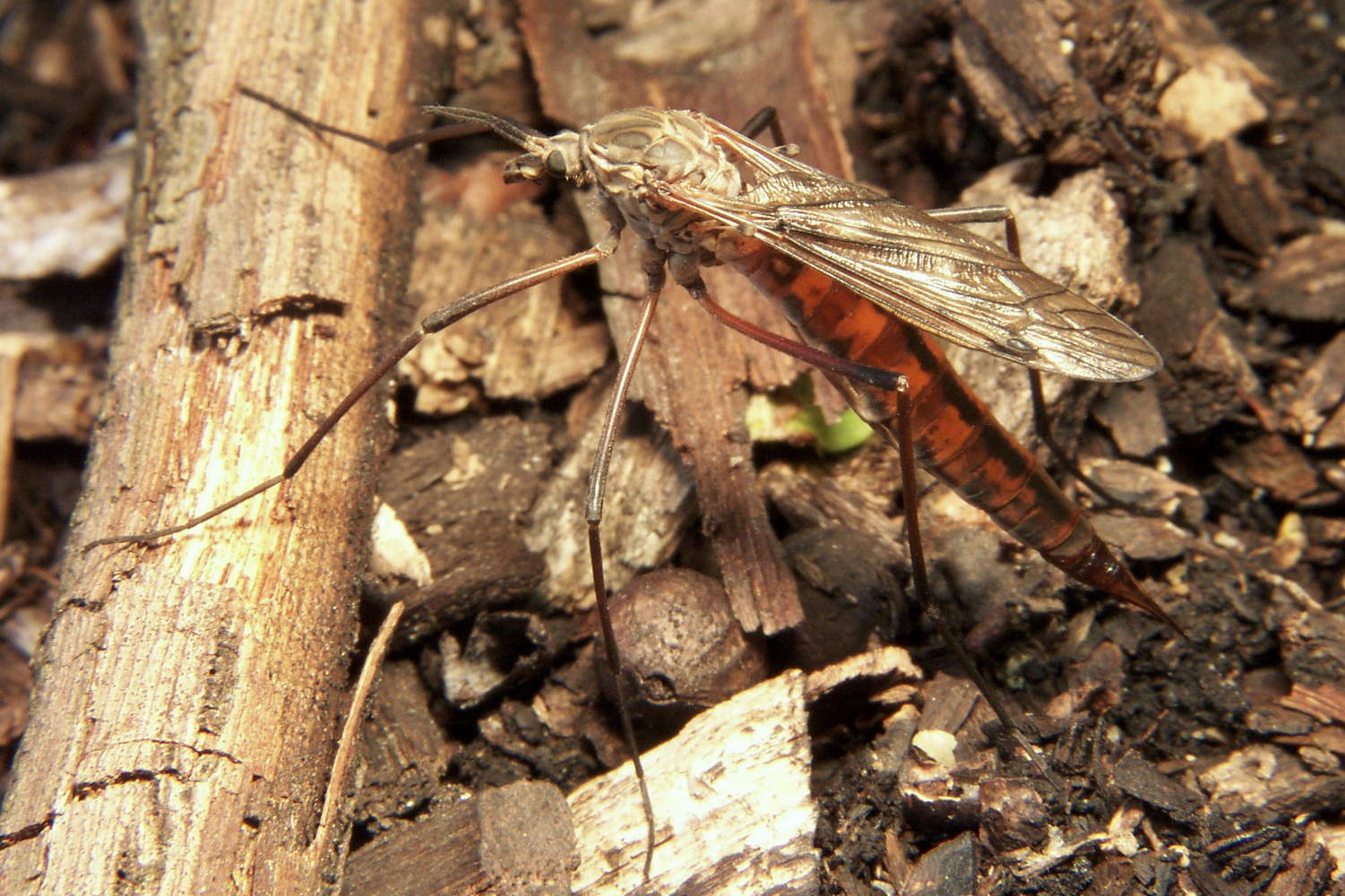 Tipula dorsimacula