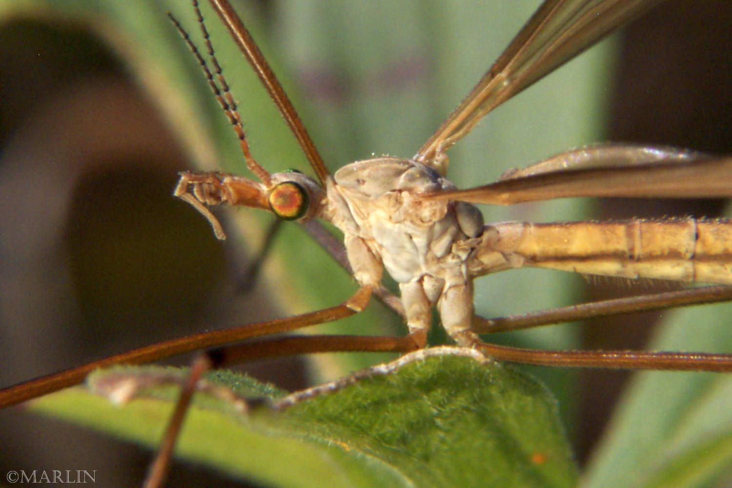 Crane Fly