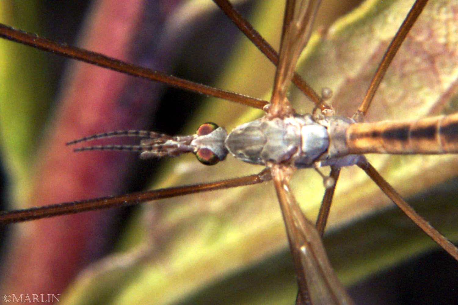 Crane Fly