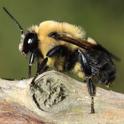 Wool Carder Bee - Anthidium manicatum - North American Insects & Spiders