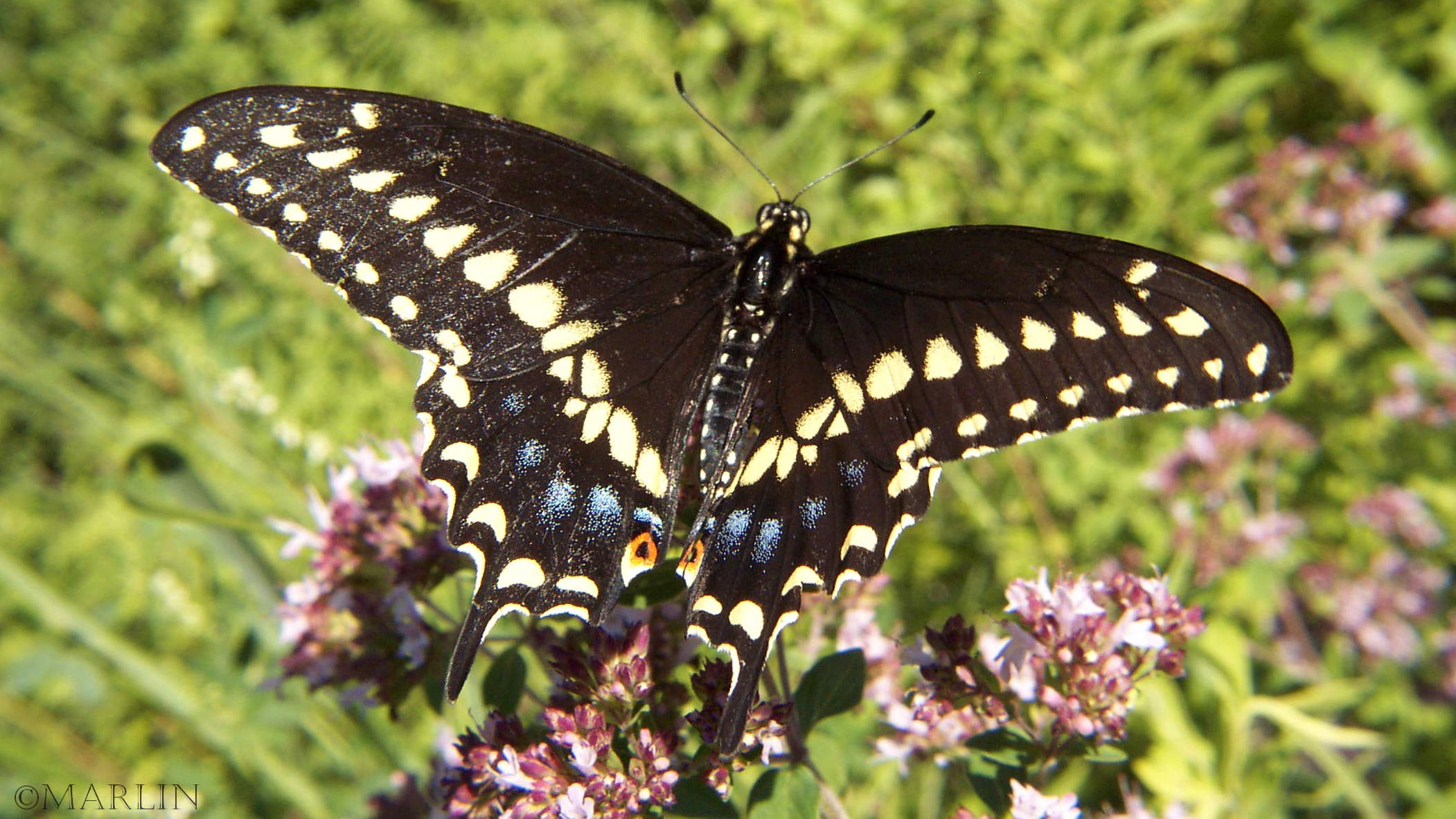black swallowtail dorsal 