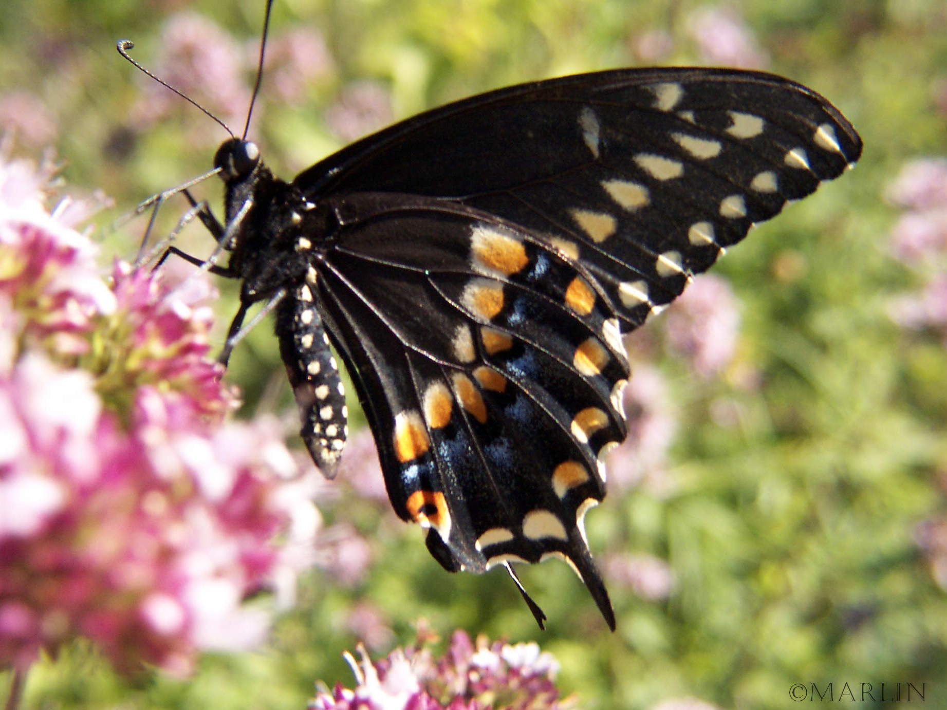 black swallowtail lateral