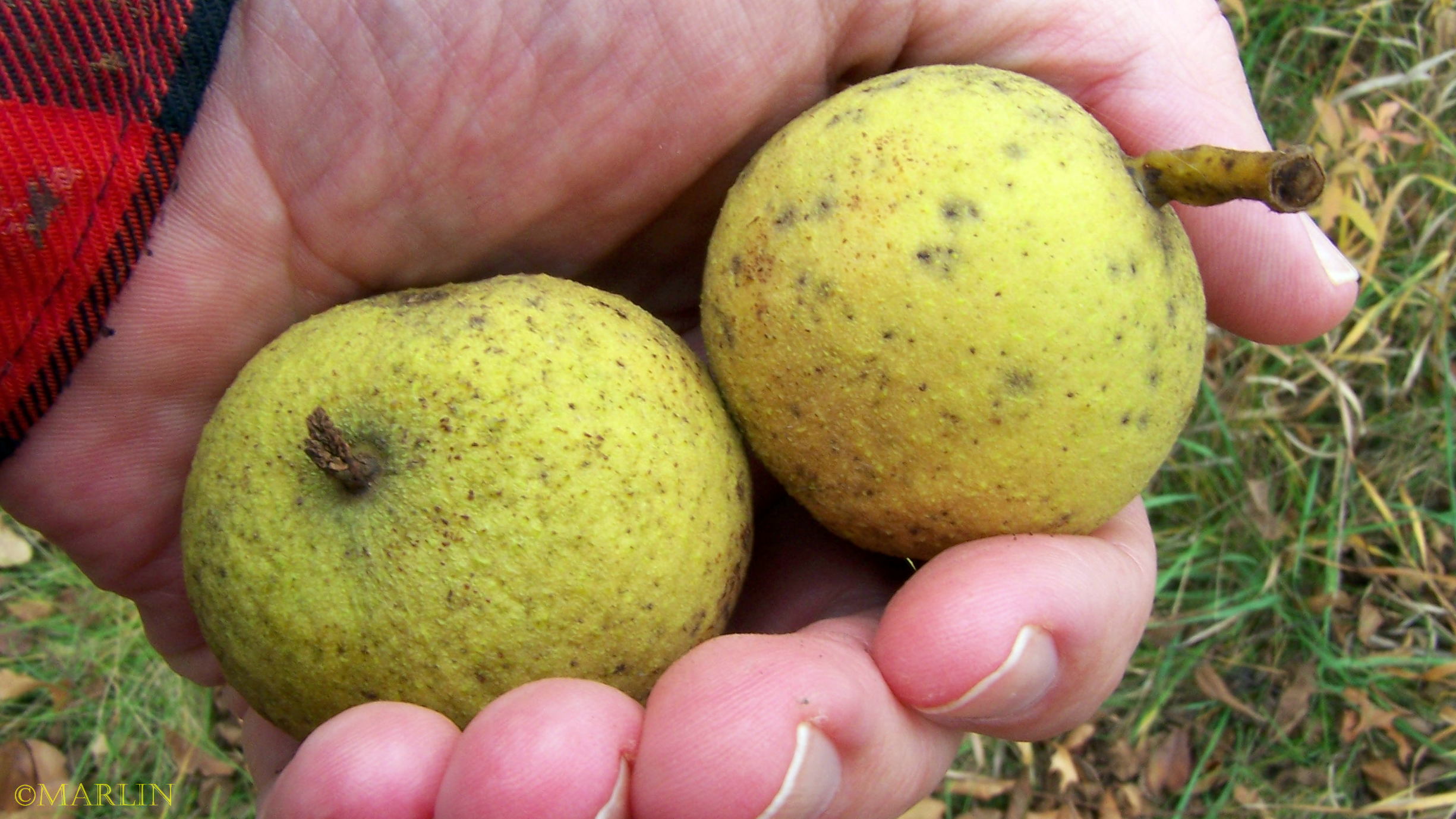 Black Walnuts