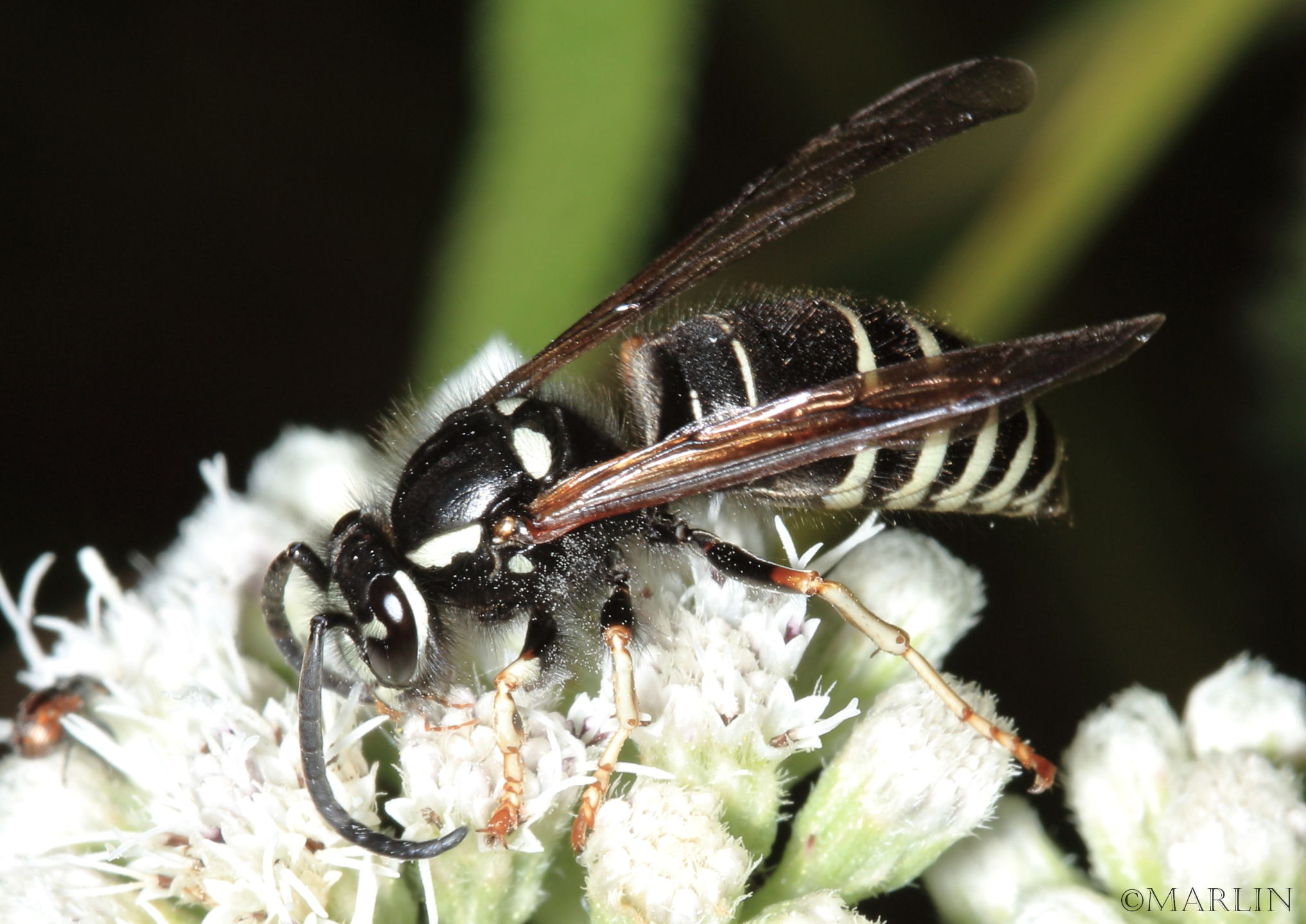 Blackjacket Wasp - Vespula consobrina