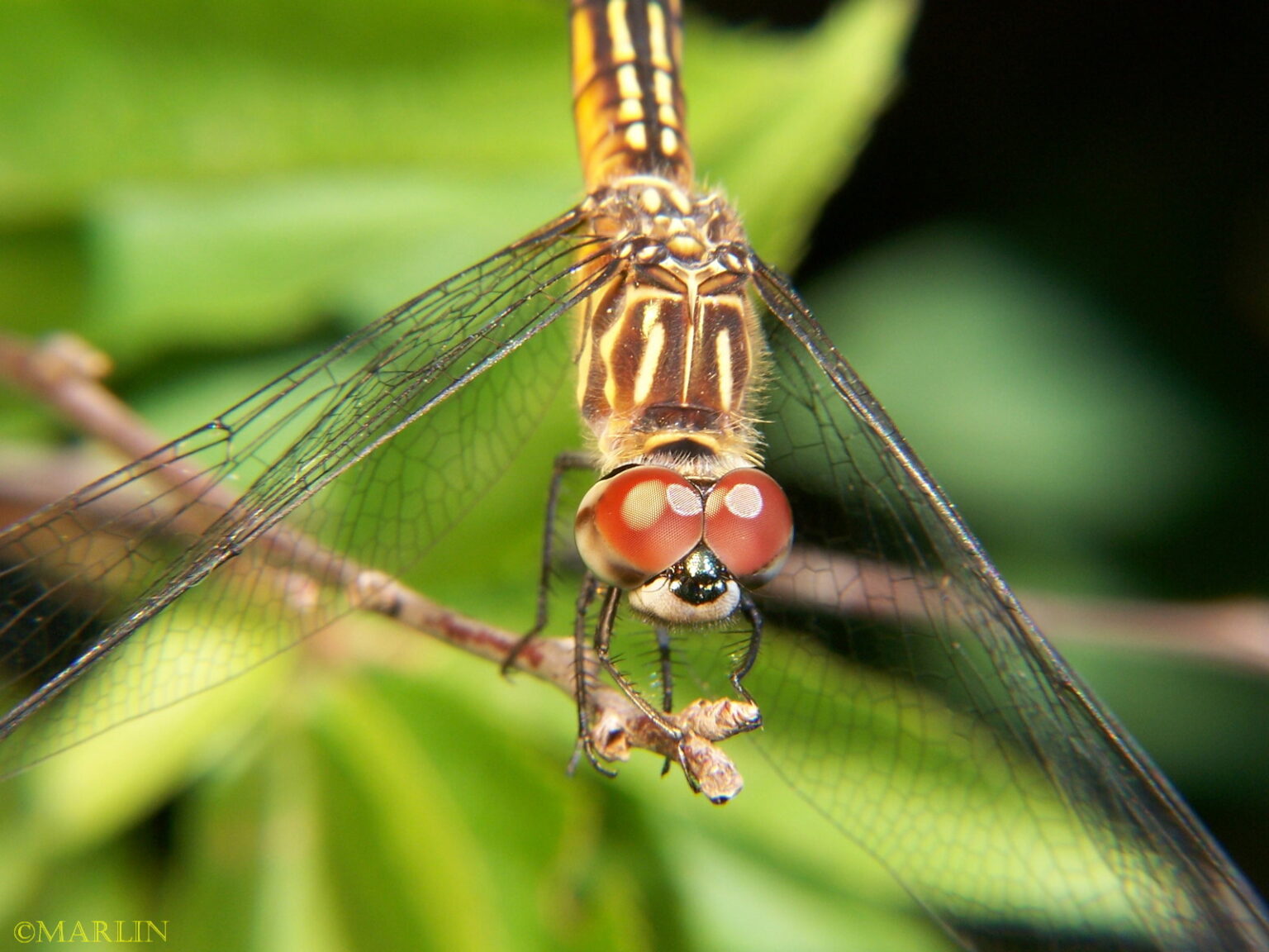 Blue Dasher Dragonfly - North American Insects & Spiders