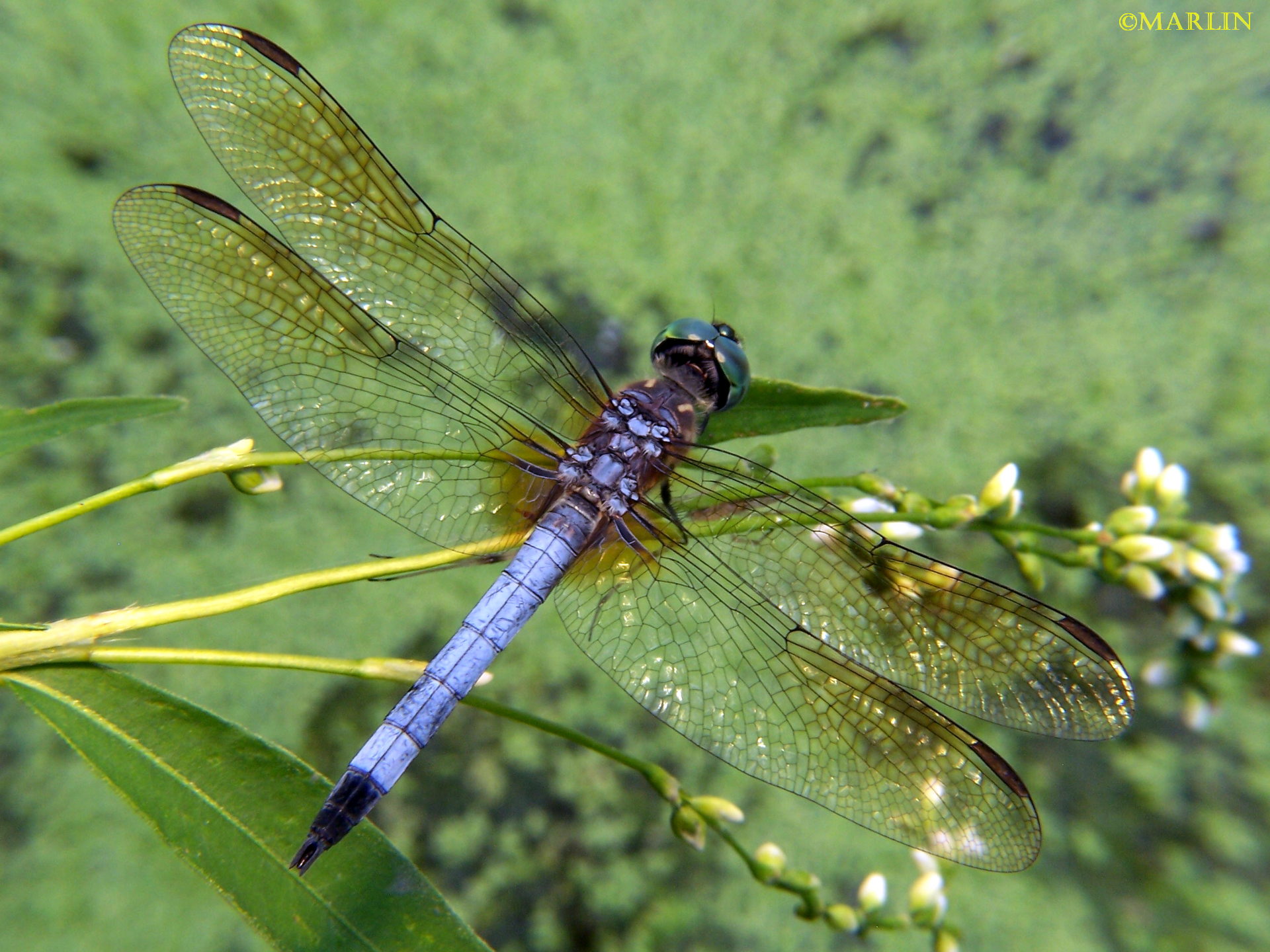 blue dasher dragonfly male