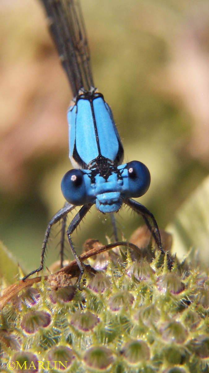 Blue-fronted dancer eyes