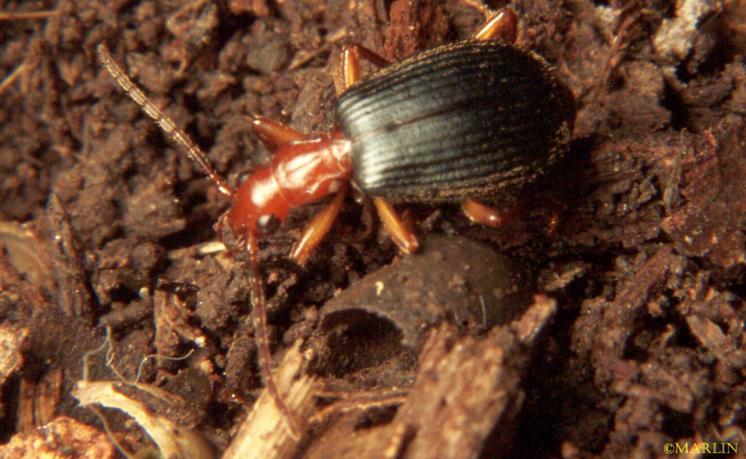 Bombardier Beetle North American Insects & Spiders