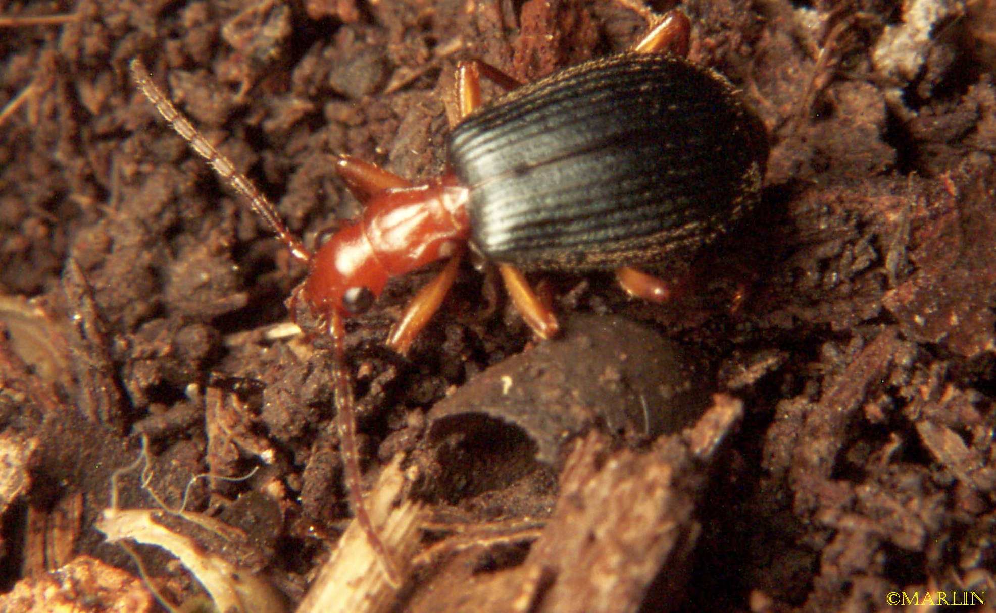 bombardier beetle