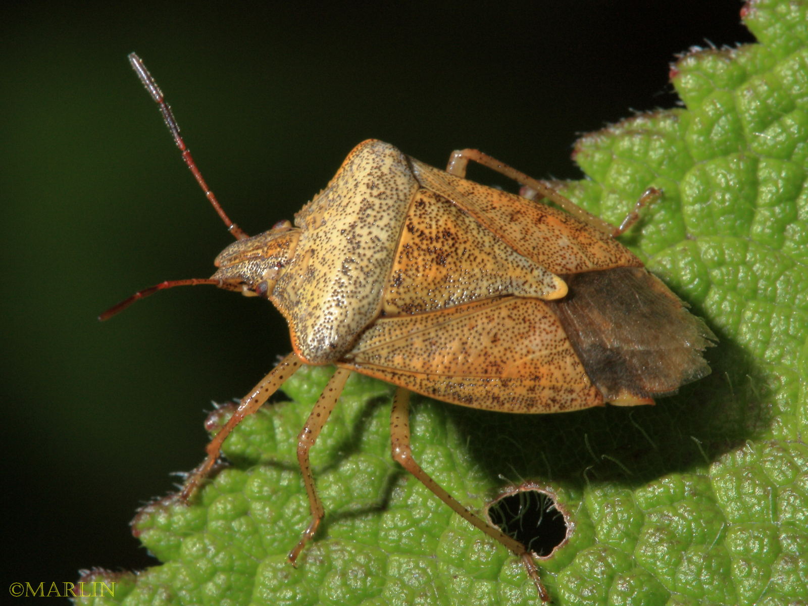 Stink Bugs, Family Pentatomidae