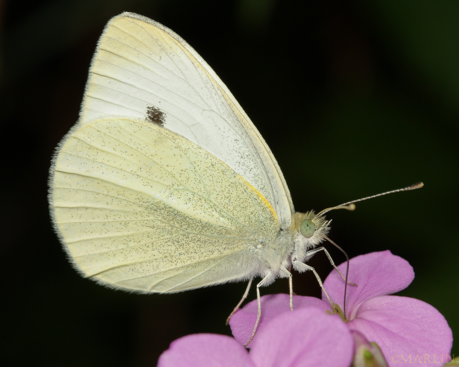 Cabbage White Butterfly - North American Insects & Spiders