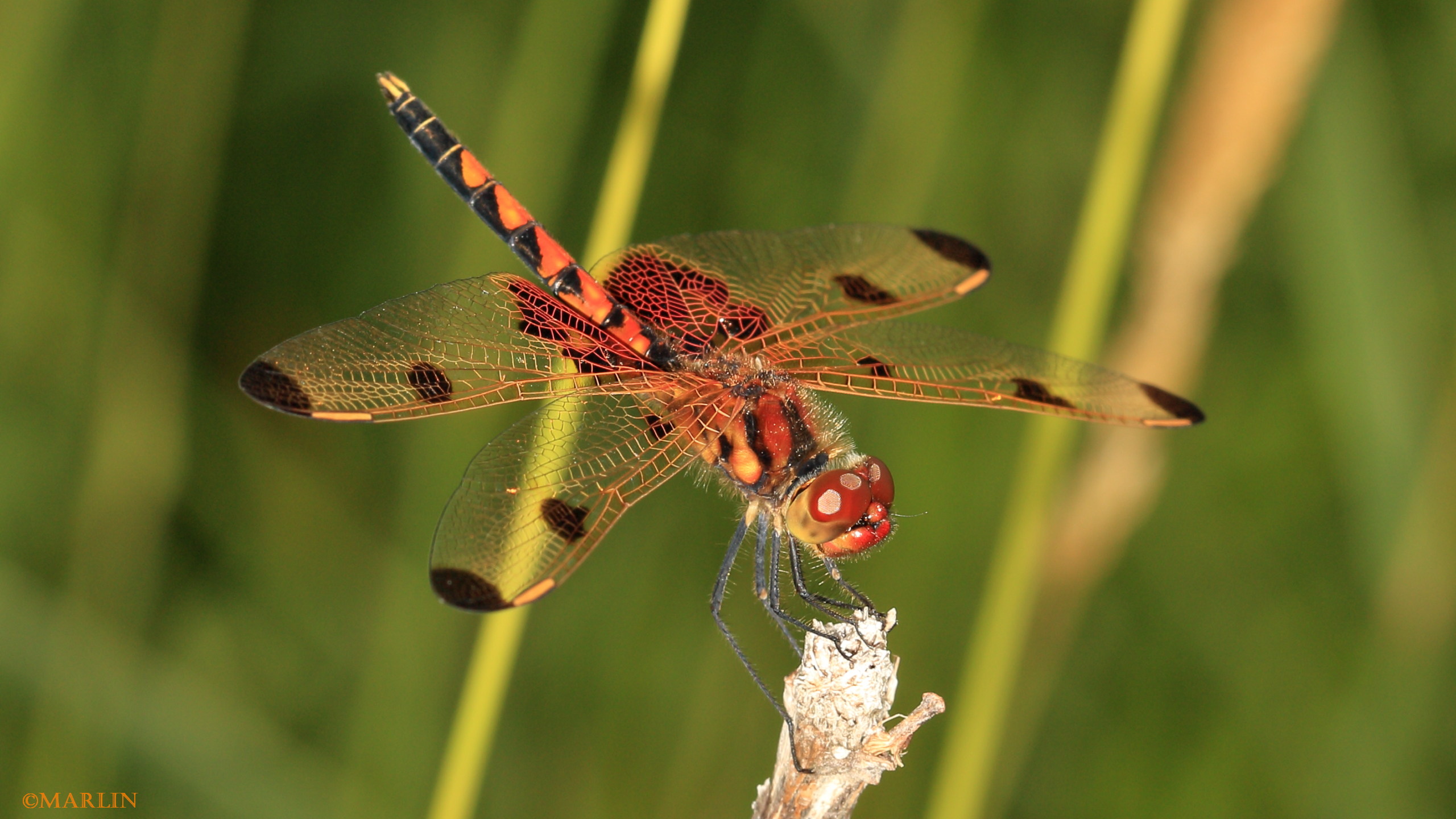 Calico pennant dragonfly male