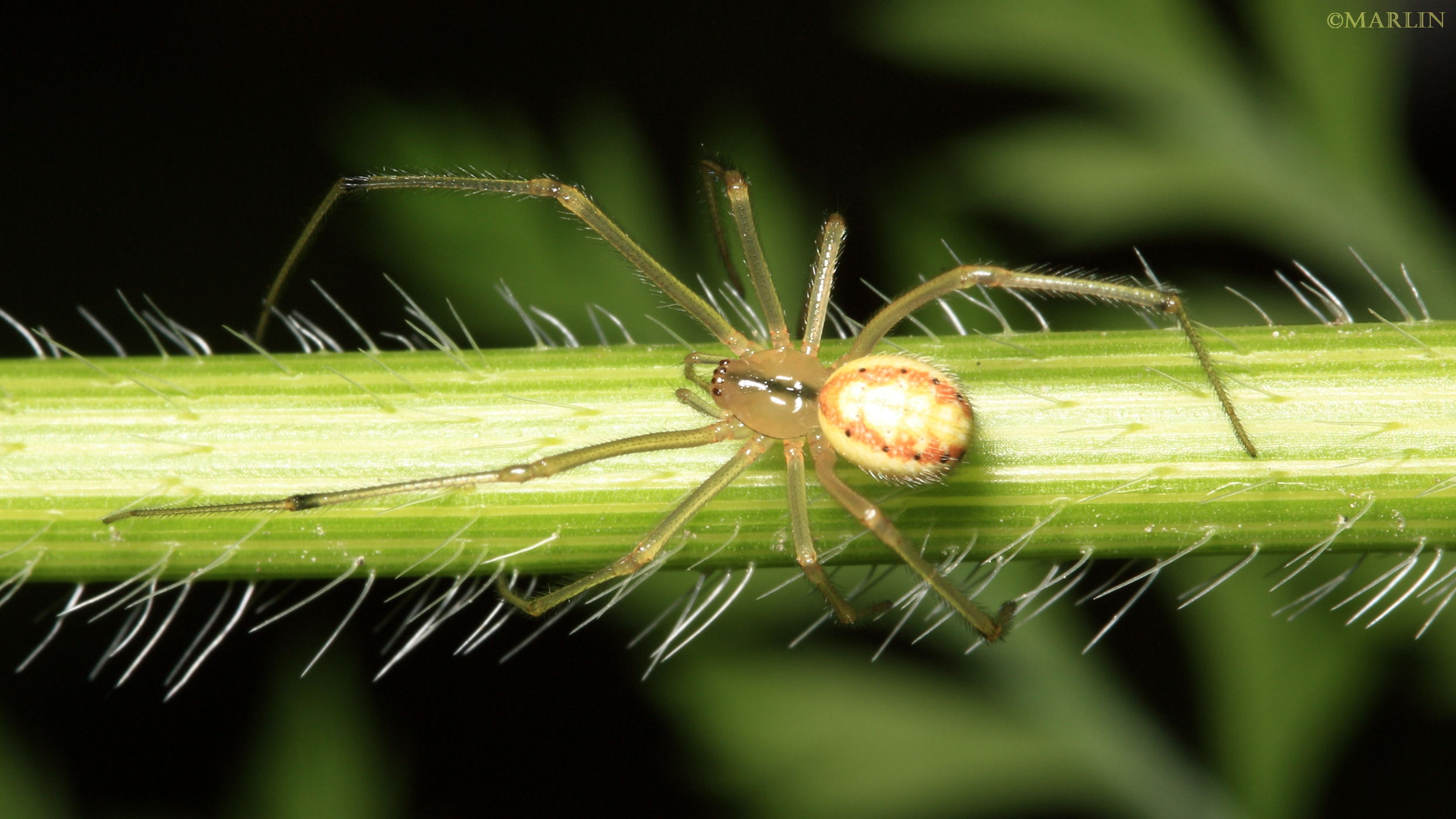 cobweb spider E ovata