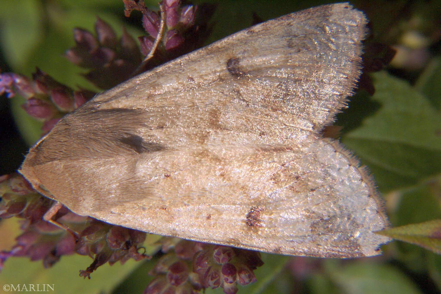 Corn Earworm Moth