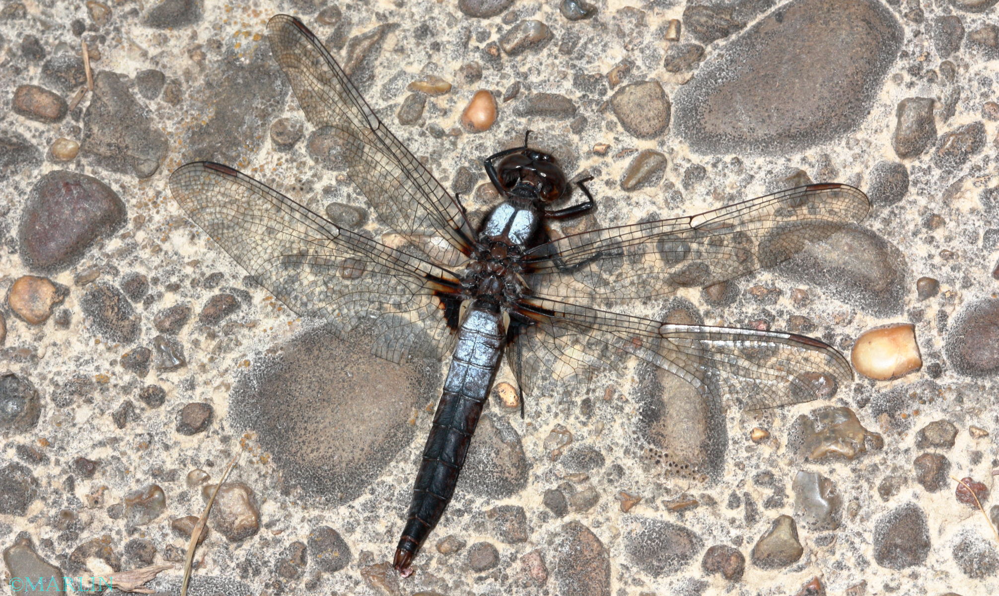 corporal dragonfly
