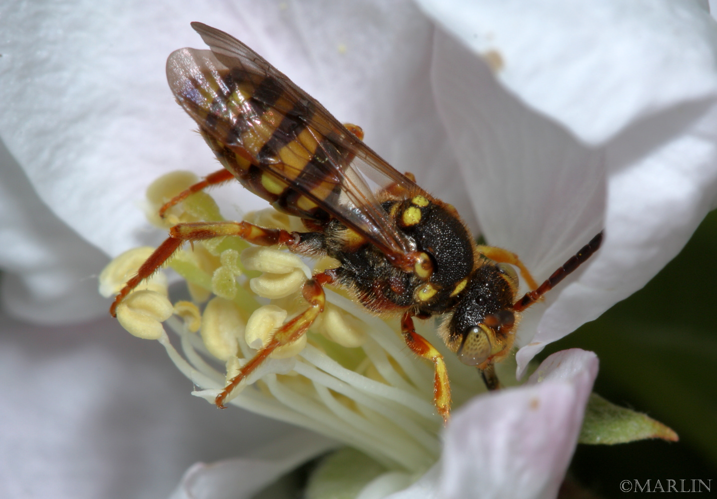 Cuckoo Bee