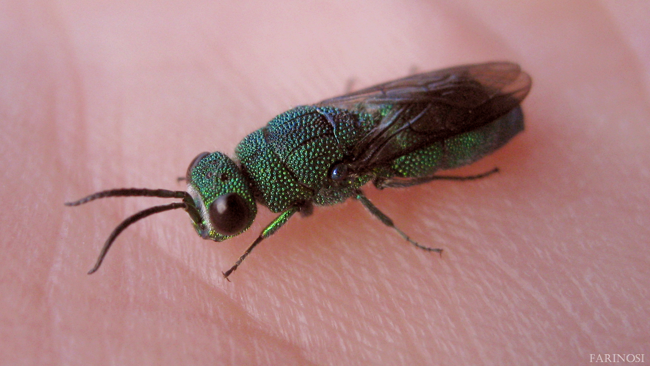 Cuckoo Wasp - Chrysis angolensis