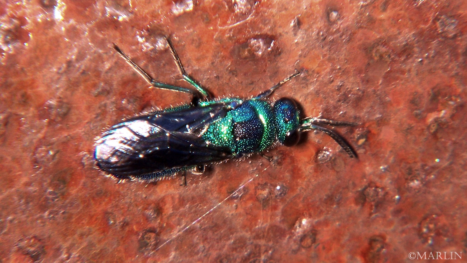 Cuckoo wasp