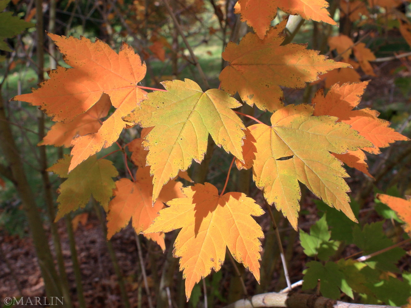 Deep-veined Maple Foliage