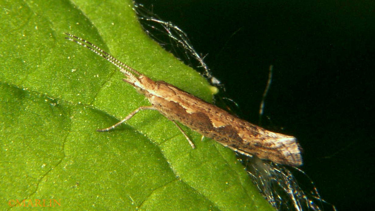 Diamondback Moth - Plutella xylostella