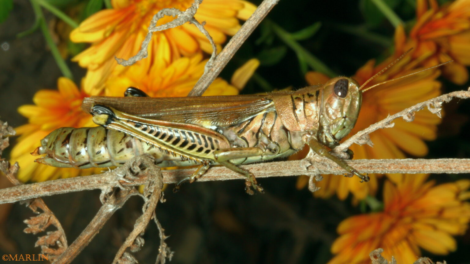 Differential North American Insects & Spiders