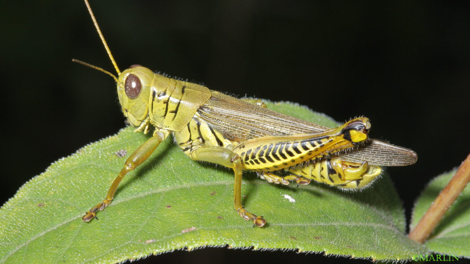 Differential North American Insects & Spiders