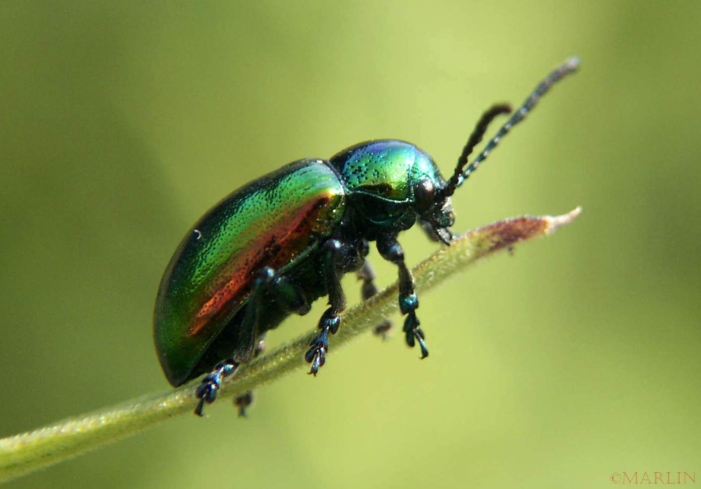 Dogbane Leaf Beetle - Chrysochus auratus