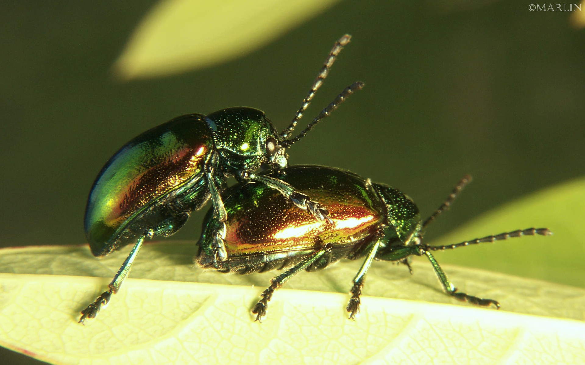 Dogbane Leaf Beetles mating