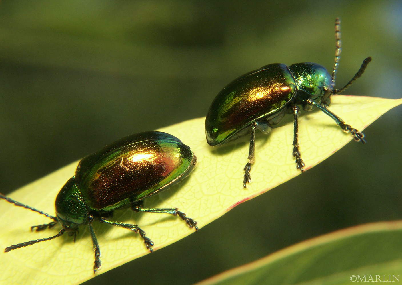 Dogbane Leaf Beetles
