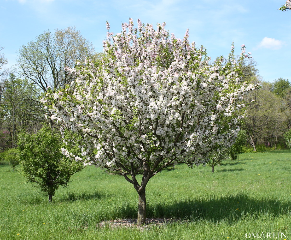 Дико растущая яблоня. Яблоня замечательная Malus spectabilis. Яблоня Лесная Malus Sylvestris Mill.. Яблоня Лесная (Дикая) (Malus Sylvestris). Crabapple яблоня.