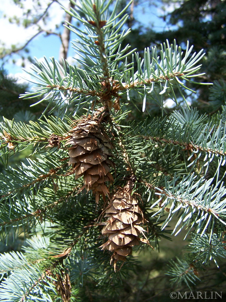 Douglas fir cones and needles