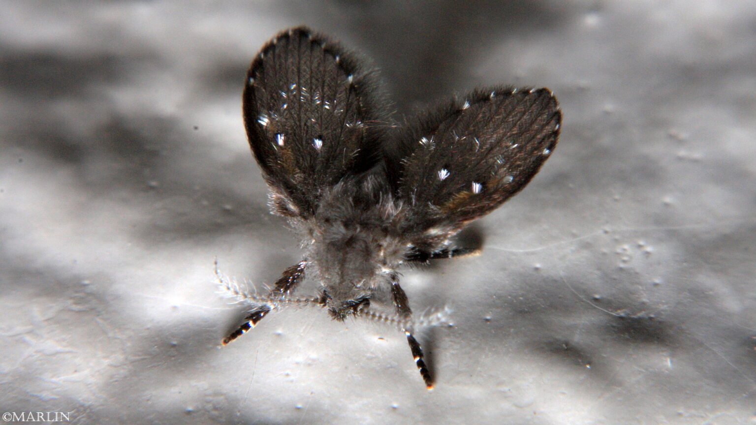 Drain Fly / Moth Fly North American Insects & Spiders