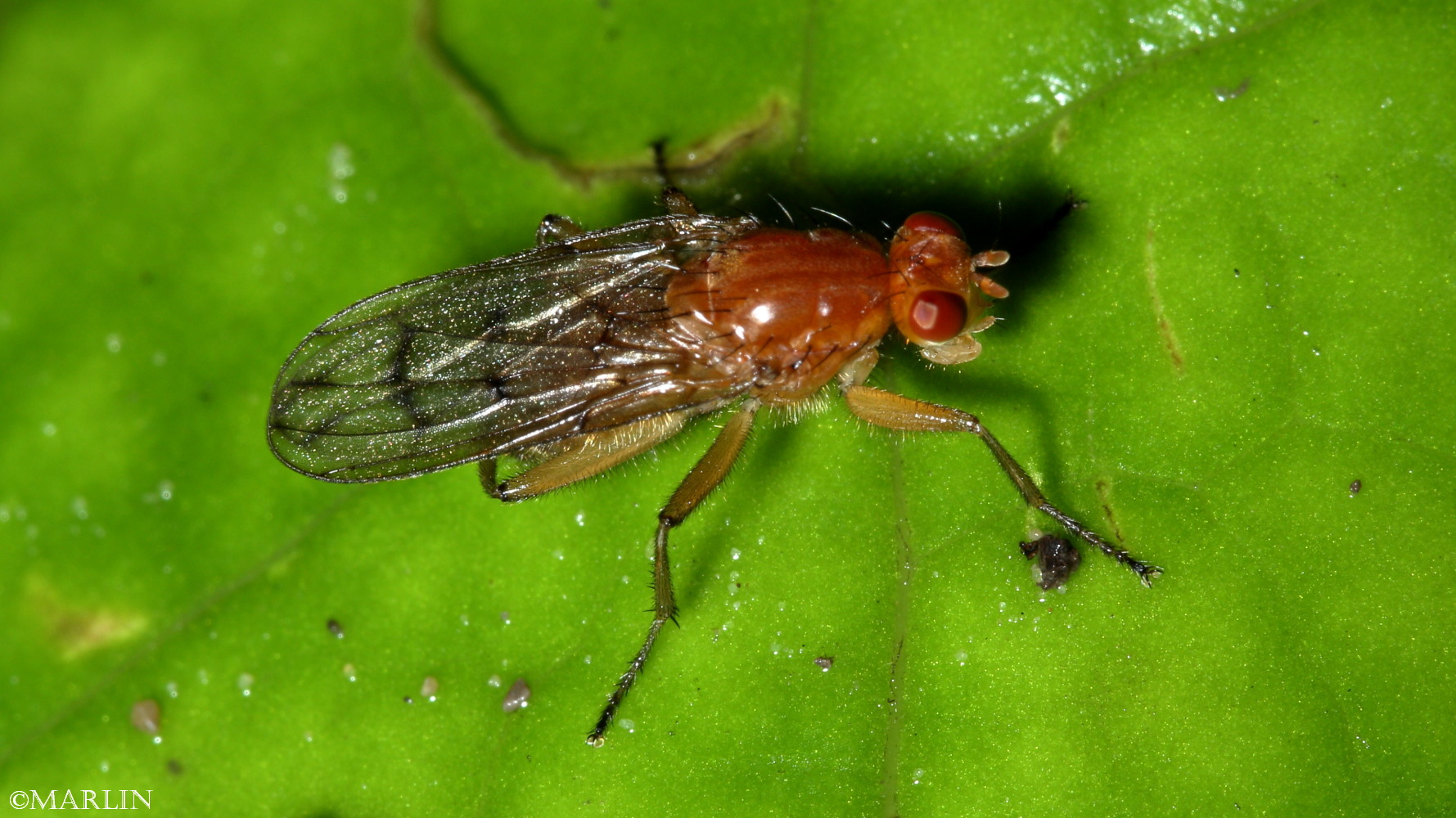 Dryomyzid Fly - Dryomyza species