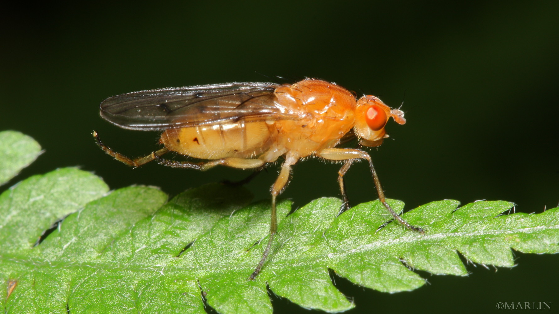 Dryomyzid Fly - Dryomyza species