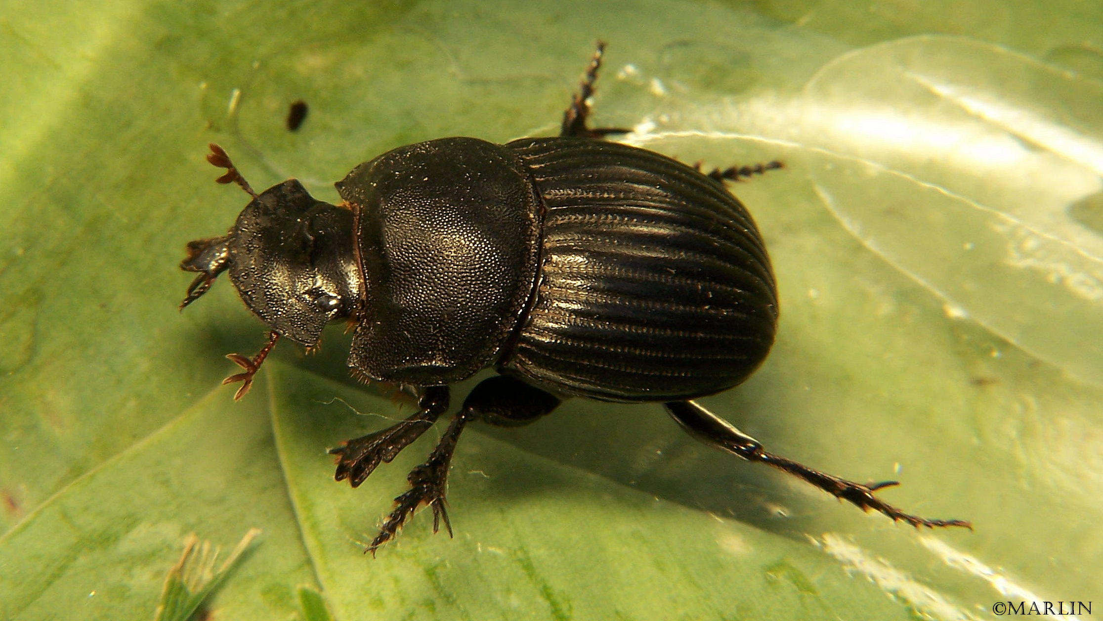 Dung Beetle Family