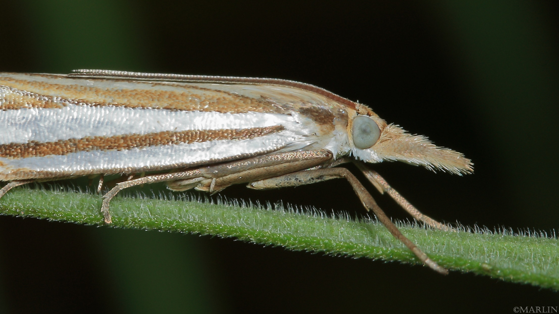 Eastern Grass -Veneer Moth head detail